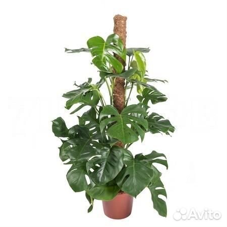 Комнатные растения для офиса