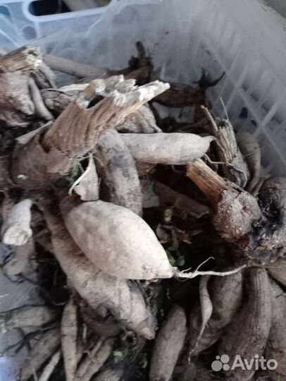 Остатки корней