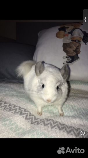 Шиншилла девочка