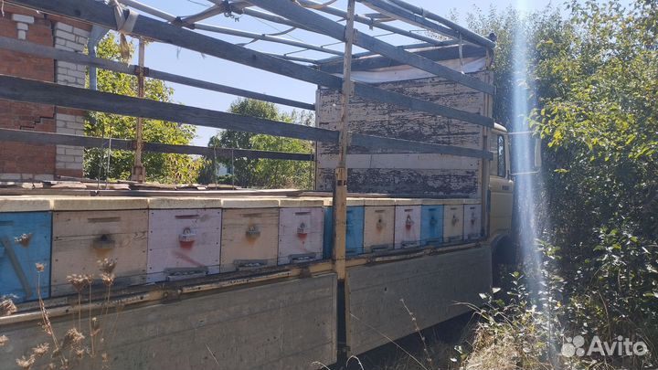 Mercedes-Benz 814, 1981