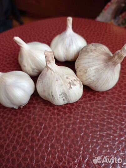 Яровой чеснок для весенней посадки