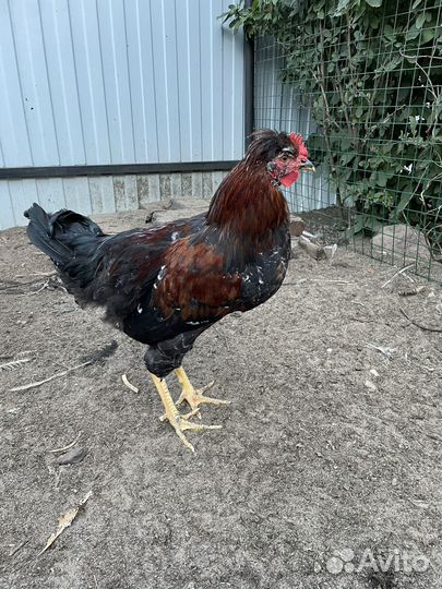 Петух русская хохлатая