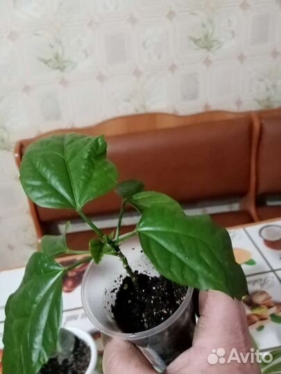 Гибискус китайская роза, традесканция, ирис