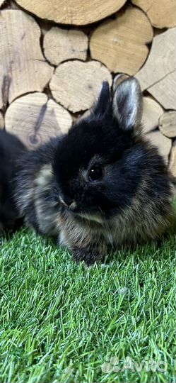 Самый большой выбор карликовых кроликов