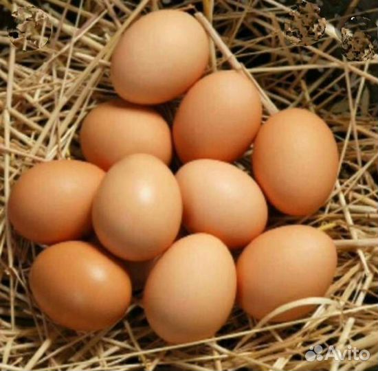 Домашние куриные яйца
