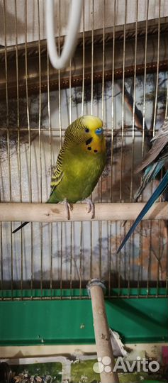 Волнистые попугайчики домашнего разведения