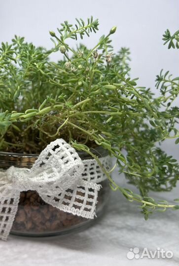 Стеклянное кашпо