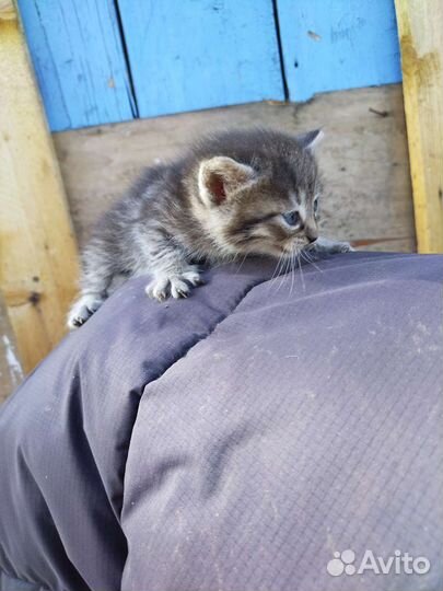 Кошки в добрые руки бесплатно