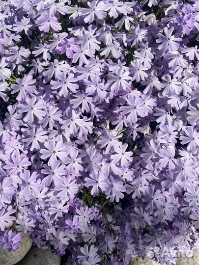 Флокс шиловидный