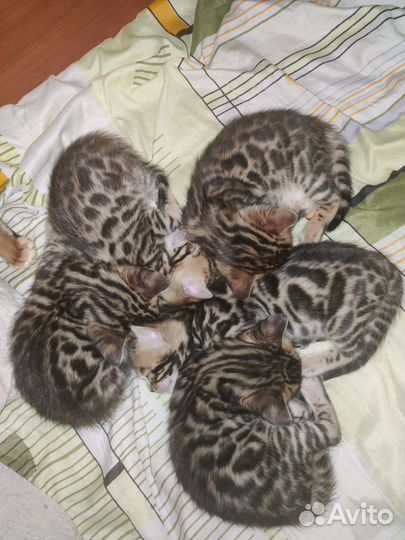 Бенгальские котята