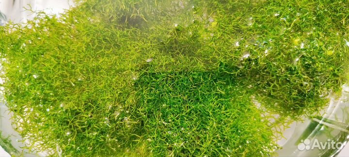 Пистия, риччия, роголистник для декора аквариума