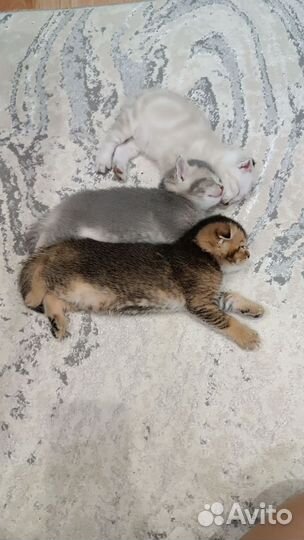 Шотландские вислоухие шиншиллы