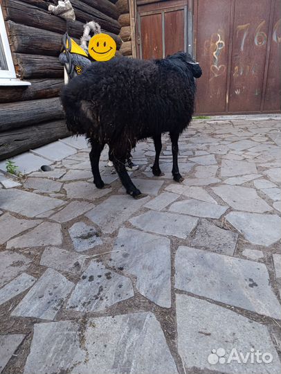 Курдючные бараны овцы