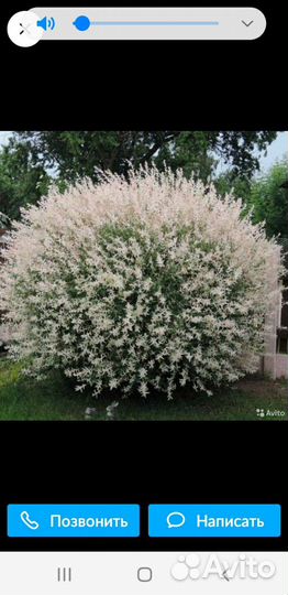 Ива Хакуро нишики