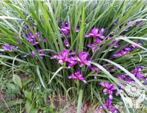 Ирис злаковидный