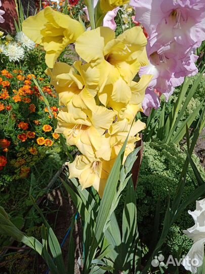 Гладиолусы луковицы (сортовые)