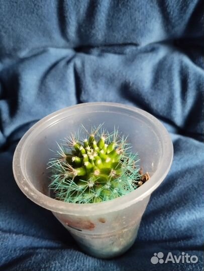 Кактусята по 300 р