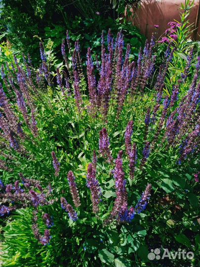 Садовые цветы