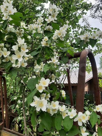 Дача 45,7 м² на участке 10 сот.