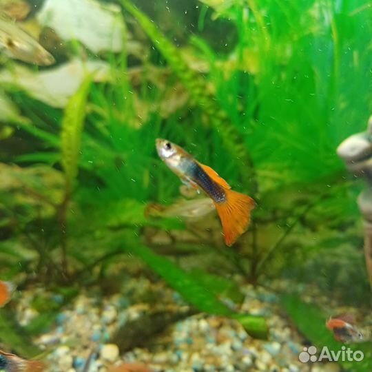 Аквариумные рыбки гуппи