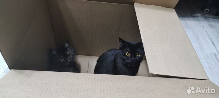 Британская кошка вязка