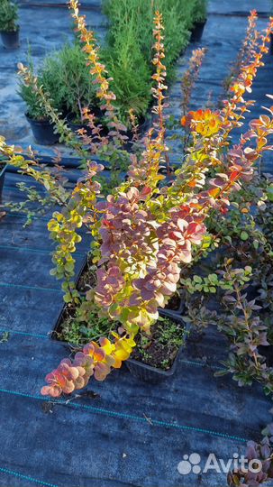 Барбарис ред пилар