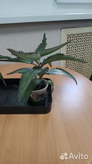 Каланхоэ лечебное