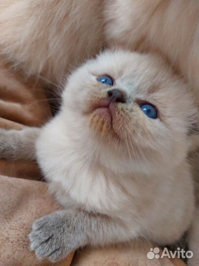 Шотландские котята