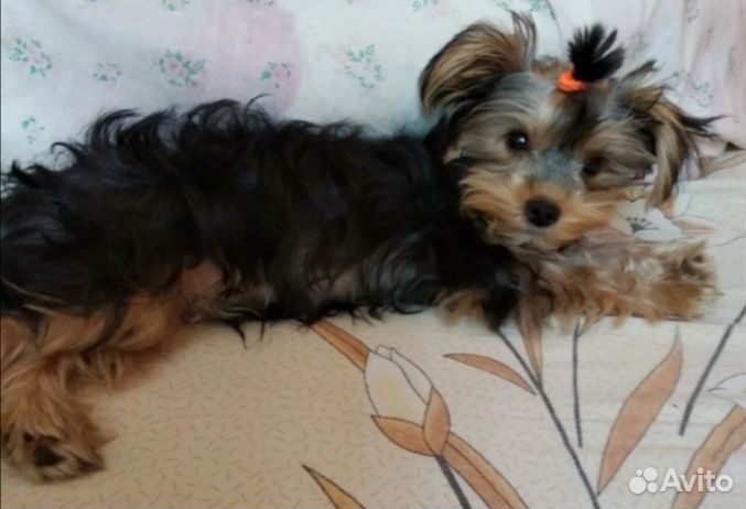 Щенок йорка