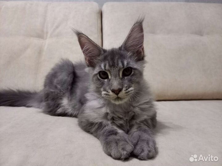 Котята мейн-кун