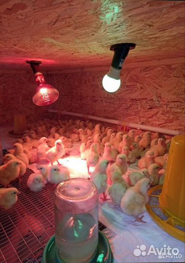 Продажа цыплят бройлеров Кобб 500