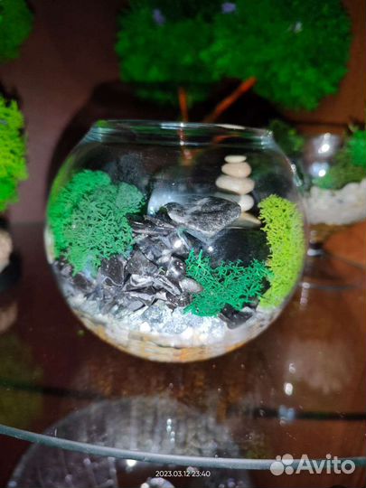 Моссариум со стабилизированным мхом.Декор.Подарок