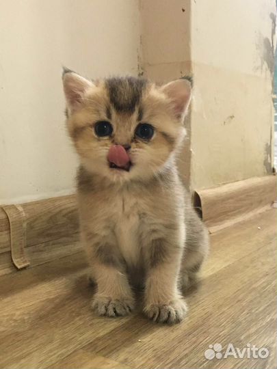 Британская золотая шиншилла