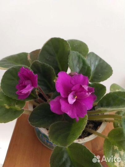 Растения цветущие фиалка фиолетовая бордовая