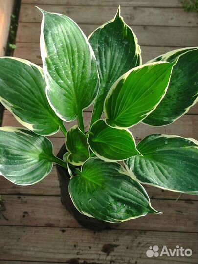 Хосты. Многолетники