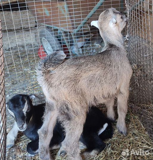 Козы ламанча