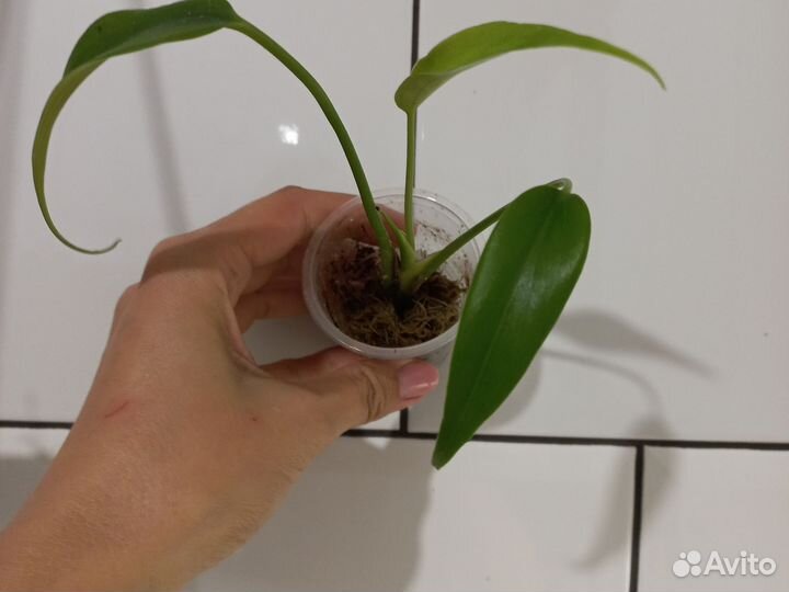 Монстера бурле маркс флейм