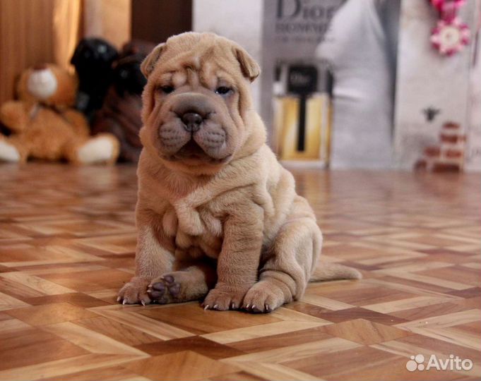 Сказочные детки