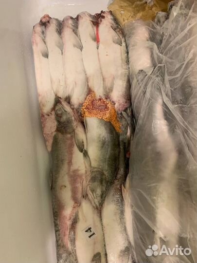 Горбуша, терпуг, лосось (австралийский )