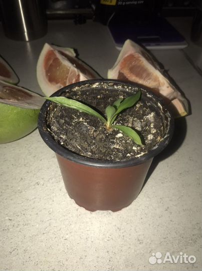 Хлорофитум оранж