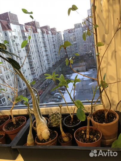 Сейчас с бутонами Адениумы и Суринамская вишня