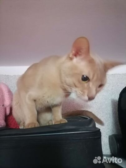 Абиссинец (вязка)