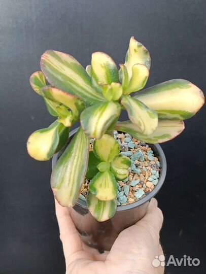 Сортовые крассулы, денежные деревья