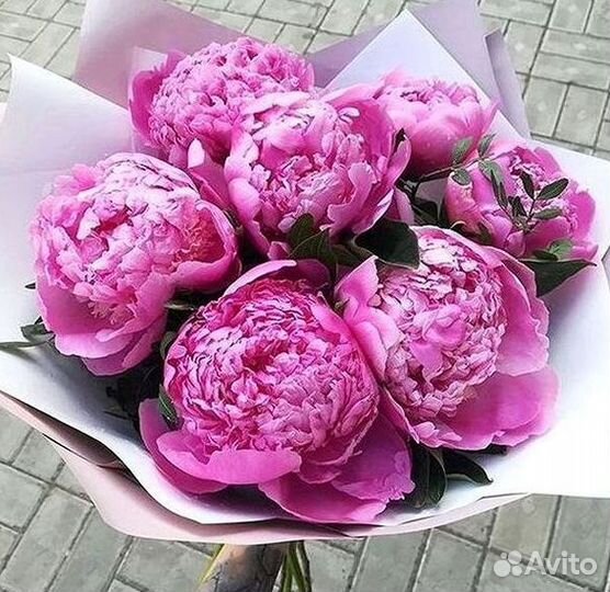 Пионы Букет пионов