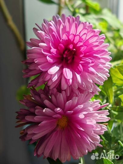 Хризантема