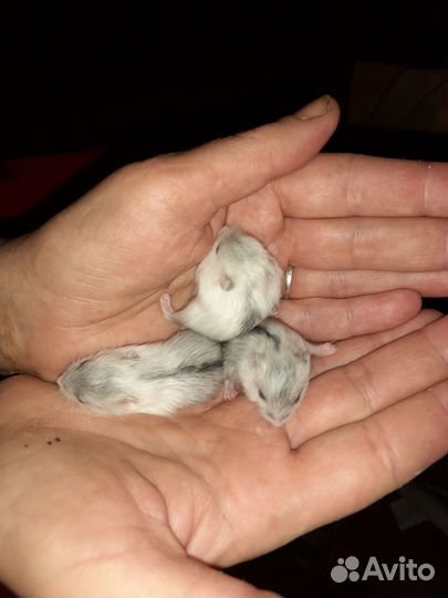 Джунгарский хомяк