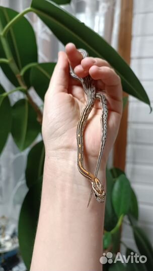 Маисовые полозы