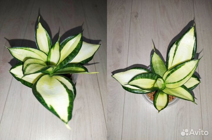 Сансевиерии сортовые