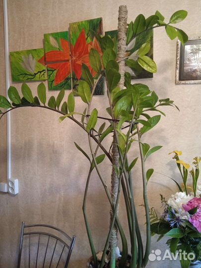 Фикус бенджамина, молочай, Замиокулькас, бегония