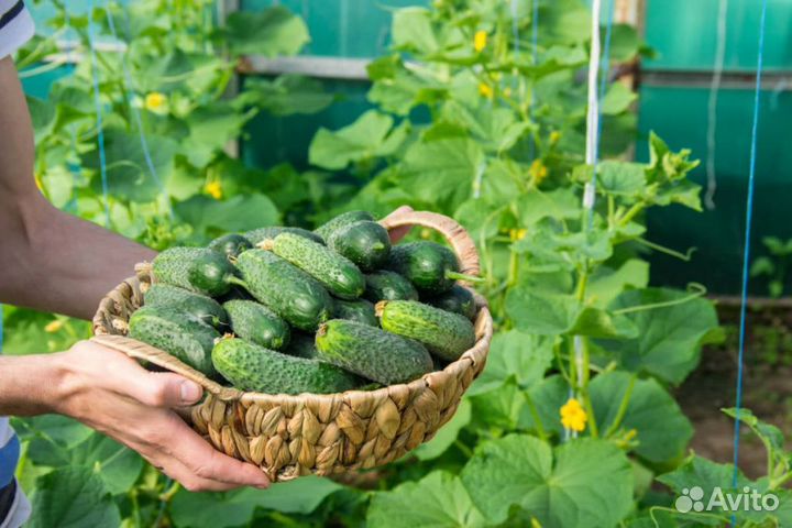 Набор для засолки